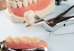 Экстракция зубов плотоядных: простые решения в повседневной практике