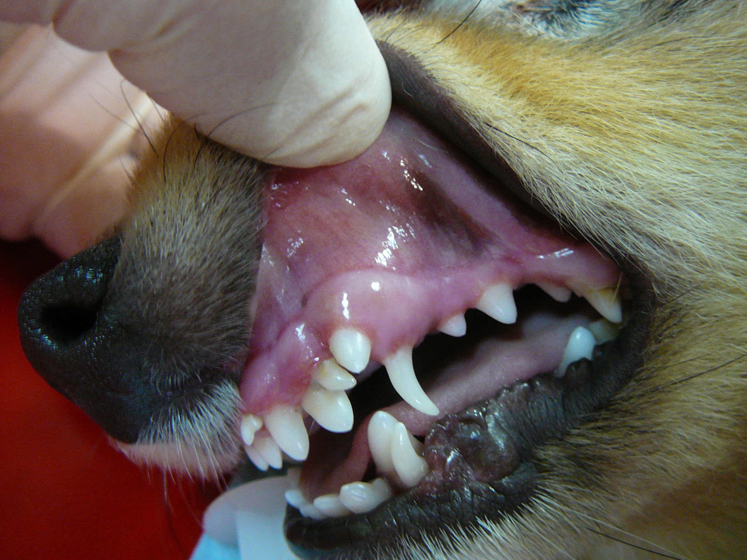 есть ли у собак молочные зубы